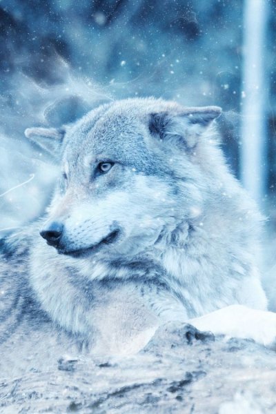 Волк зима