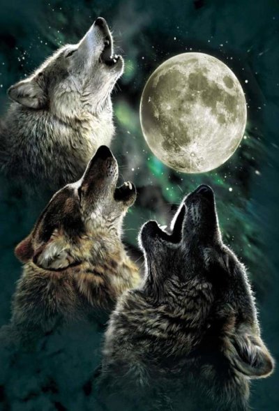 Воющий волк