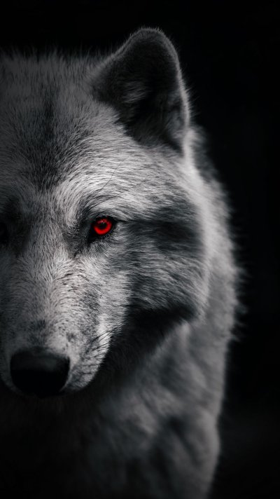 Обои на телефон волк