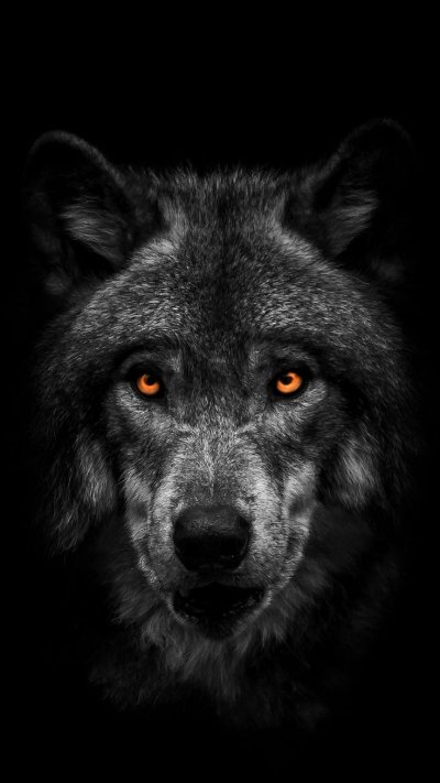 Волк на телефон