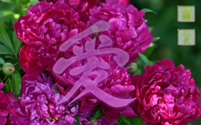 Гисслер пионы