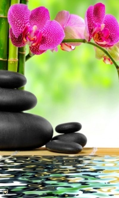 Орхидея вертикальная