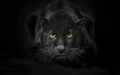 Черные обои