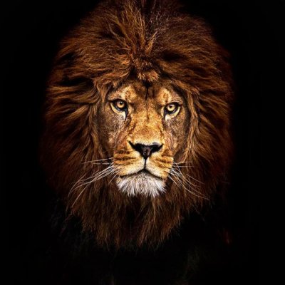 Лев на черном фоне