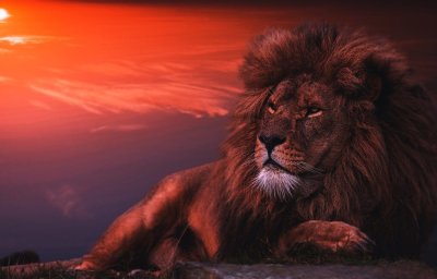 Обои на рабочий стол Лев