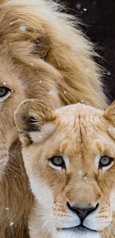 Красивый Лев