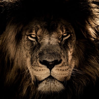 Морда Льва