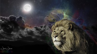 Обои на рабочий стол Лев