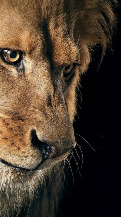 Морда львицы