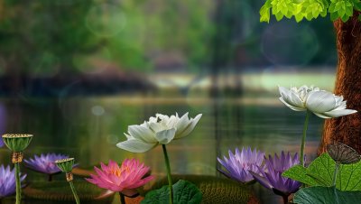 Озеро с лотосами