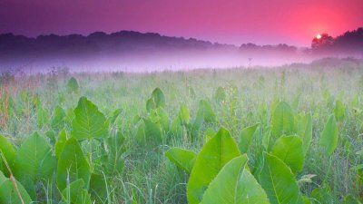 Фон природа