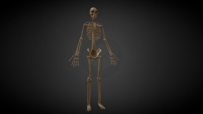 Обои на телефон скелет с сердцем