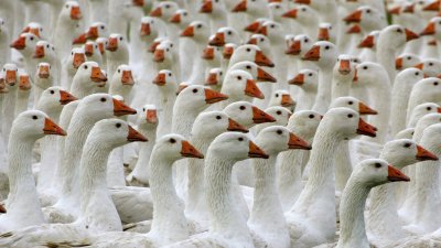 Много гусей