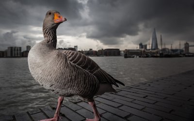 Красивый Гусь