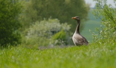 Красивый Гусь