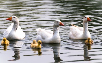 Белый Гусь с гусятами