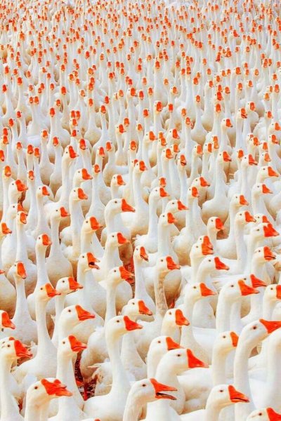 Стадо гусей