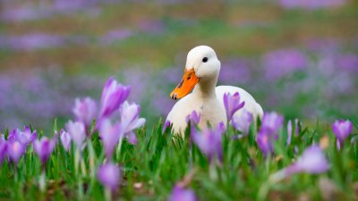 Милые белые уточки