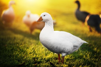 Красивый Гусь