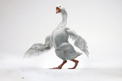 Креативный Гусь