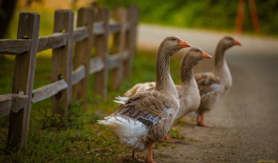 Гуси пасутся