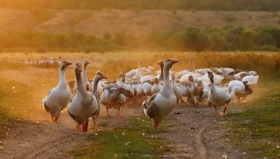 Гуси в деревне