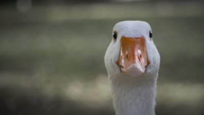 Смешной Гусь