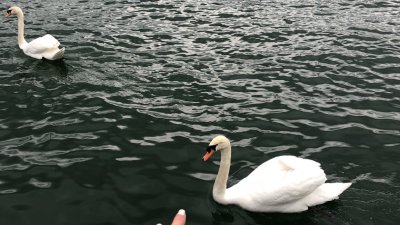 Обои на рабочий стол 4к Гусь