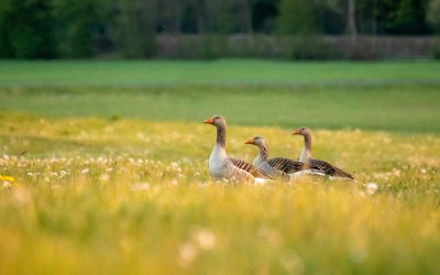 Гусь в траве