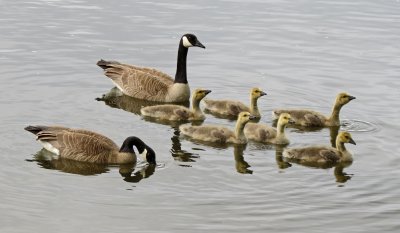 Обои на рабочий стол Гусь