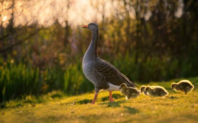 Домашние птицы Гусь гусыня гусята