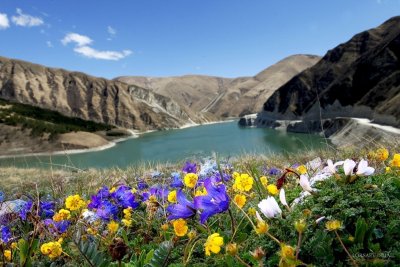 Чечня Кезеной ам цветы