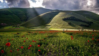 Горы Луга цветы Дагестан