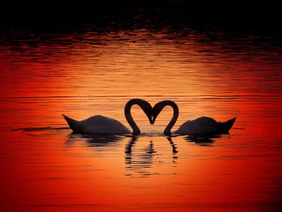 Влюбленные лебеди