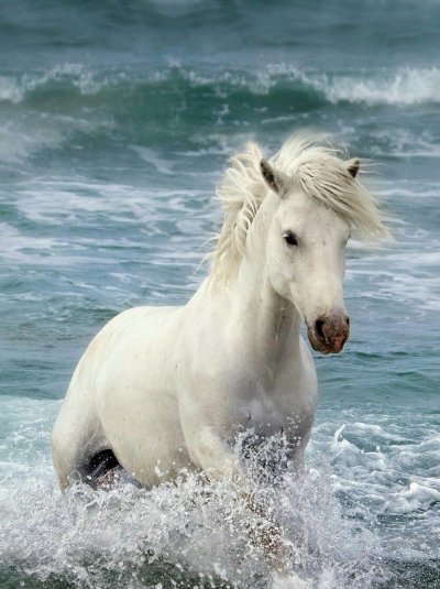 Лошади и море