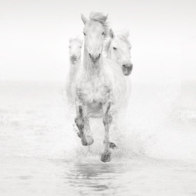 Белая лошадь бежит