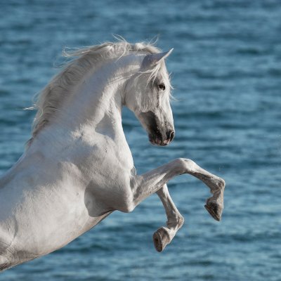 Красивая белая лошадь