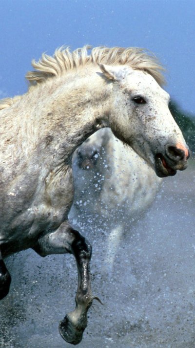 Белая лошадь. Брызги. Вода