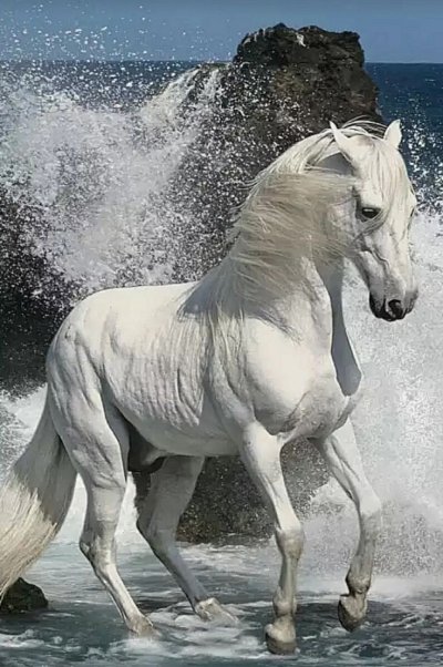 Красивый конь