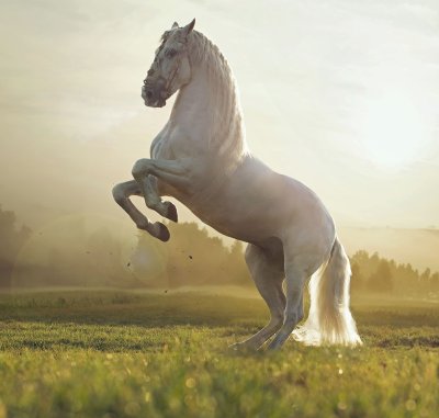 Красивые лошади