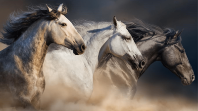 Картинки на рабочий стол лошади