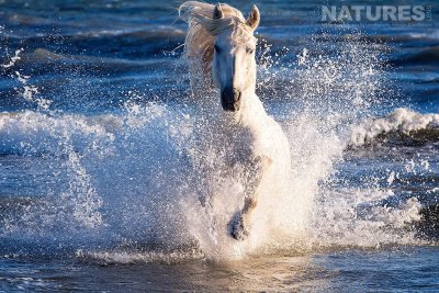 Камаргу лошадь
