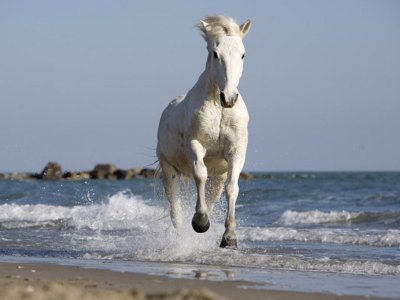 Лошади и море