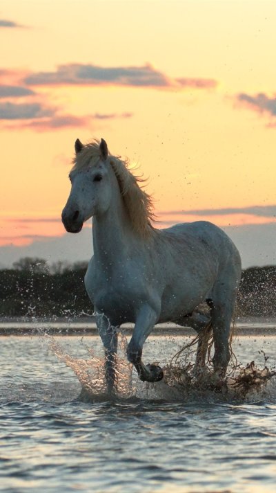 Лошади в воде