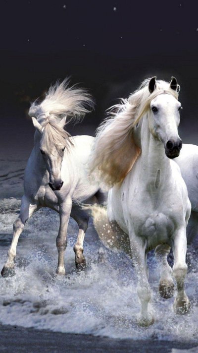 Белая лошадь