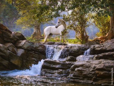 Животные на фоне водопада