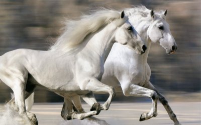 Белые лошади в природе