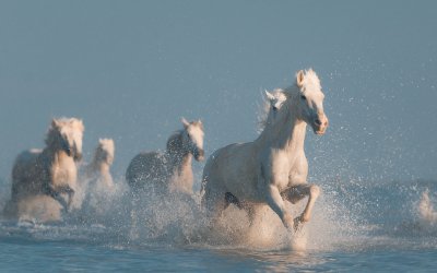 Камаргу морские лошади