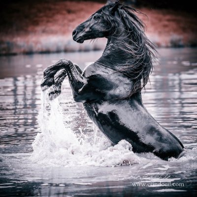 Черный конь