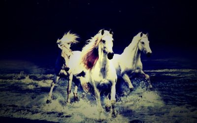 Обои лошади